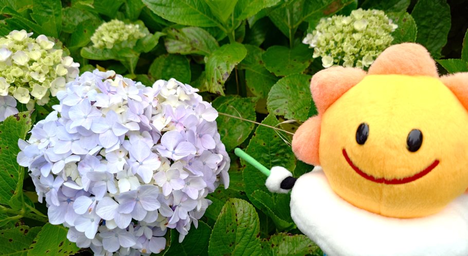 【あじさい（真の花）の開花】
6月13日（金）、銚子で #あじさい が開花しました。
これは、平年（6月14日）より1日早く、昨年（6月7日）より6日遅い観測です。
#あじさい #真の花

生物季節観測の記録
data.jma.go.jp/choshi/shosai/…