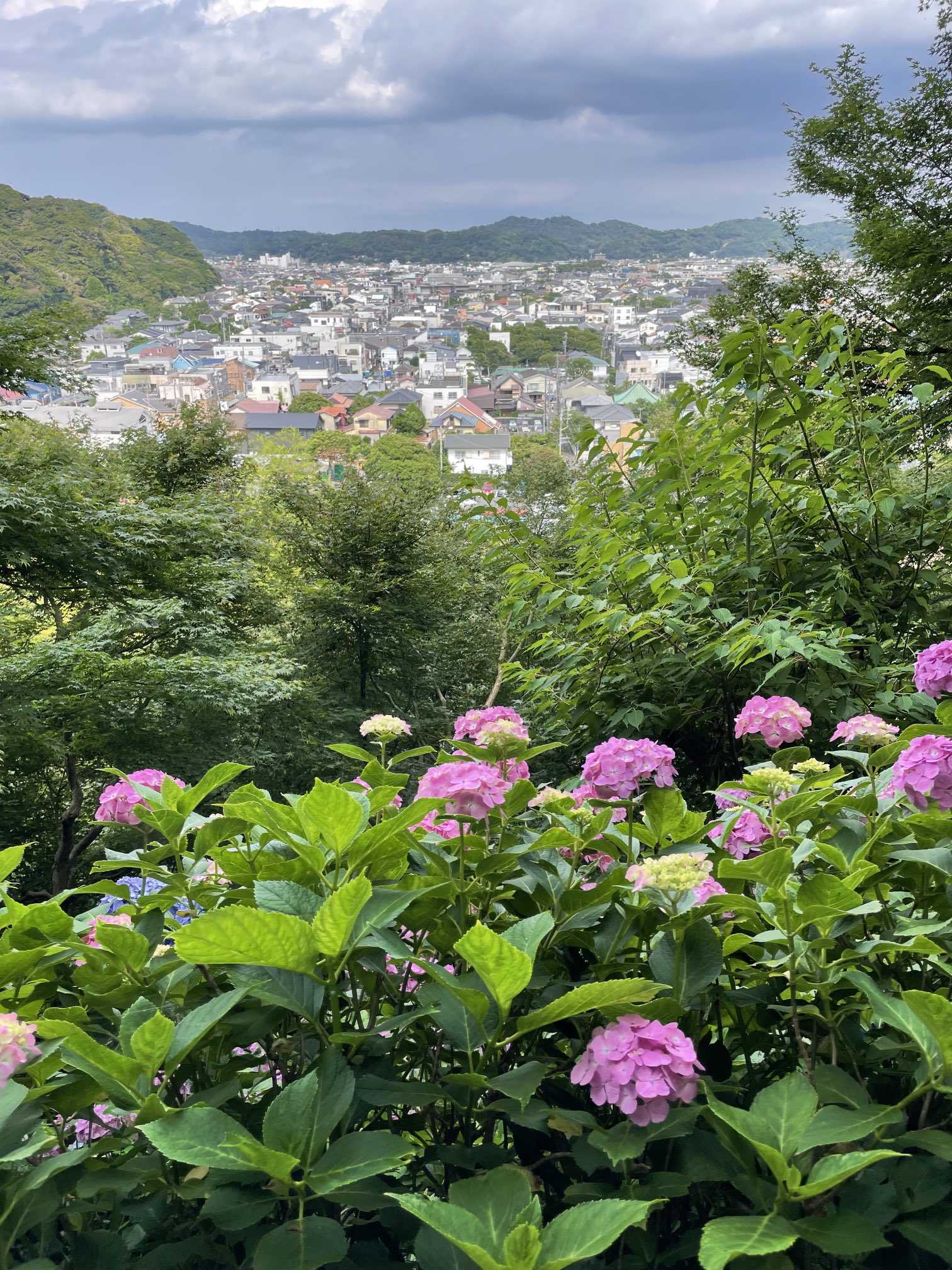 リンゼアナ畑❤️セット❤️ Pickup 全ての商品 – 植物家族