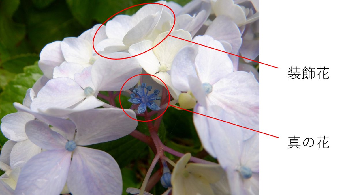 【あじさい（真の花）をご存じですか？】

あじさいは梅雨期のころに、装飾花が集まって半球に開きます。 #真の花 は、その中心で開く奇麗な花です。#生物季節観測 では、真の花の開花を観測します。みなさんもあじさいを見るときは、真の花に注目してみてください。