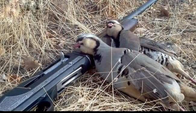 Keklik insan için önemli bir kuş türüdür.
Çünkü sadece 1 keklik hayati boyunca 1.000.000 tane 'Kene' yer.
Avlanma yüzünden ülkemizde 'Keklik' nüfusu yok olmak üzere. Keklik yemezsen ölmezsin, ama keklik olmazsa kırım kongodan ölebilirsin. 
#AvCinayettir