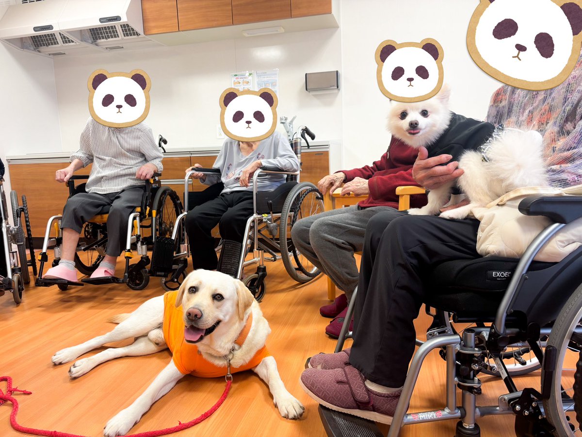 看板犬のミルキーくんも和服を着て頑張っております！定期的にセラピードッグとして高齢者施設に訪問してます🐶
大型犬も訪問可！
イベントなどでセラピードッグをご検討の方、是非気軽にご連絡お待ちしております！
#セラピードッグ
#福祉
#施設
