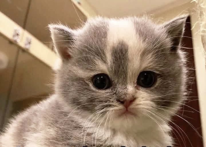 Morning friends. Sunny &amp; breezy in London this Friday. Well it’s #HappyFriday folks. Time to have fun with your friends! But remember the tragedy in India. There’s a new war with Iran. 🙏🏻
Praying for peace. Praying for the vulnerable. 
Baby Dawn sends her love.
#CatsOfTwitter