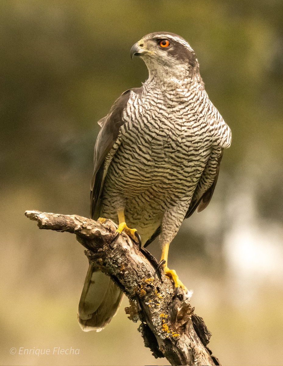 Azor común (Astur gentilis), el gran cazador. Parque Regional del Sureste, Madrid, España, Junio 2025. Buen fin de semana.
Orden: Accipitriformes 
Familia: Accipitridae 
#BirdsSeenIn2025 #nikon #tamron #wildlifespain #pajareando #aves #birds #ornitologia #birdslovers