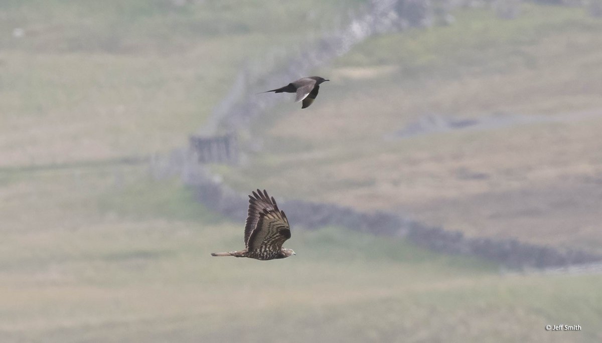 ShetlandWild's tweet image. David and our &apos;Ultimate Shetland&apos; group found this migrant Honey Buzzard at Eshaness yesterday. At one stage we watched it being mobbed by an Arctic Skua! The species is a rare visitor to our shores with only a handful of records every year. Pics by tour particpant Jeff Smith.