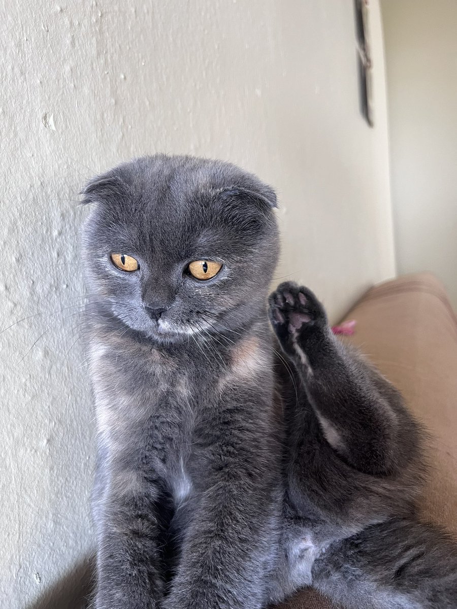 Arkasındaşlar miama sahip arıyorum ciddi sahiplenmek isteyeneler yazabilirmi muğla cevresi