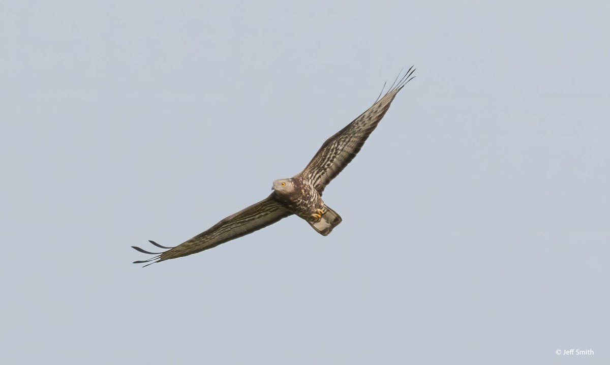 ShetlandWild's tweet image. David and our &apos;Ultimate Shetland&apos; group found this migrant Honey Buzzard at Eshaness yesterday. At one stage we watched it being mobbed by an Arctic Skua! The species is a rare visitor to our shores with only a handful of records every year. Pics by tour particpant Jeff Smith.