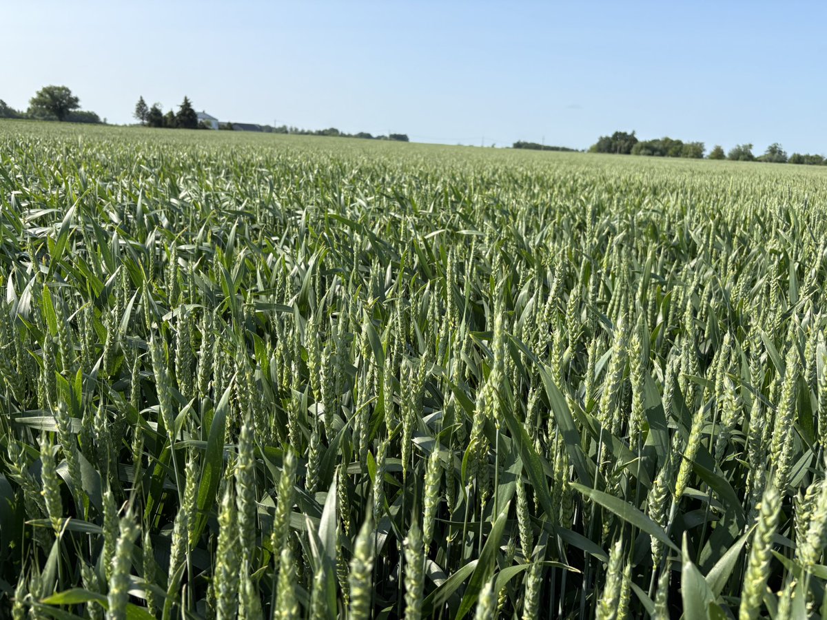 Co prawda zboża to u nas dodatek, ale w tym roku pomimo wiosennej suszy u mnie petarda 🥰