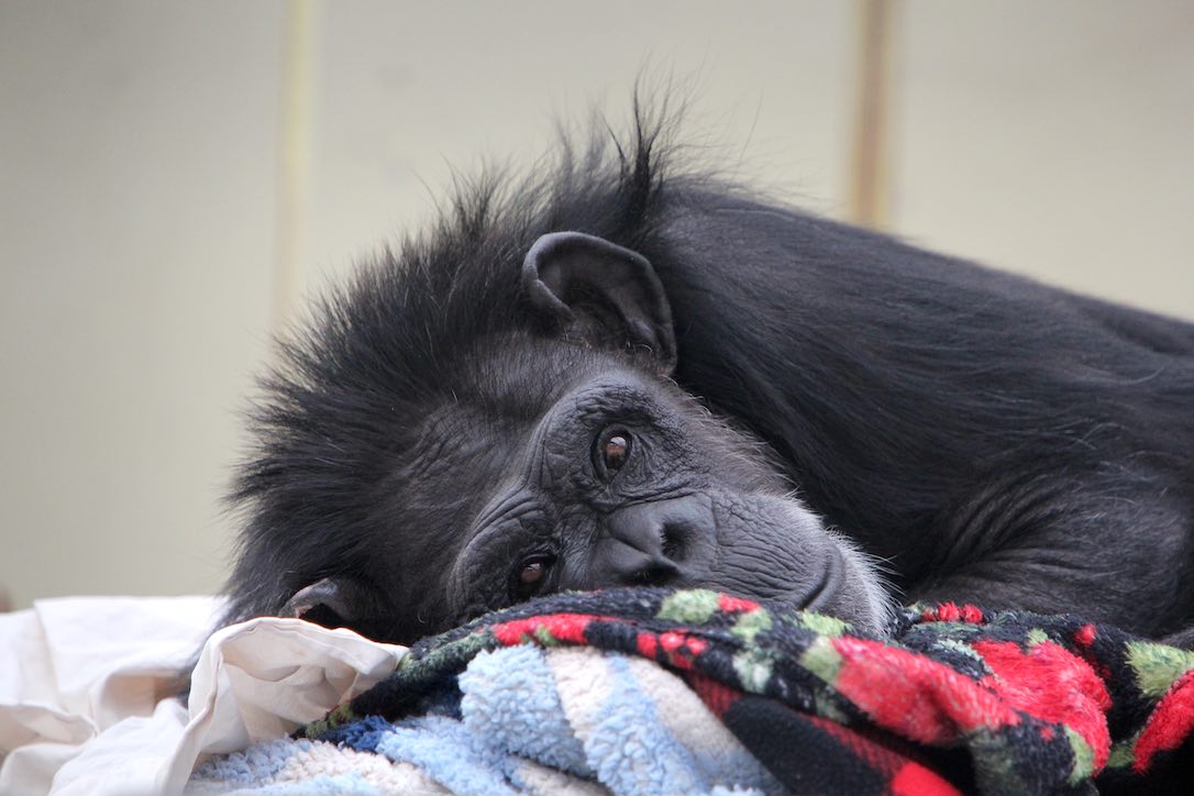 In memory of Marya Barey on a Special Friday the 13th -  chimpsnw.org/2025/06/in-mem…