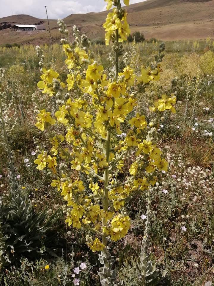 BAYRAMDA TABİAT ANA'YI  ZİYARET ETMEDEN OLMAZDI. 
DİKKAT ( Aşırı Şifa İçerir)
Bitkimizin adı SIĞIR KUYRUĞU ve hemen hemen yetişmediği yer yok gibi.
Doğu Anadolu’da özellikle Romalıların asırlarca tedavi amaçlı kullandığı sığır kuyruğu çayı; astım, bronşit ve kronik akciğer