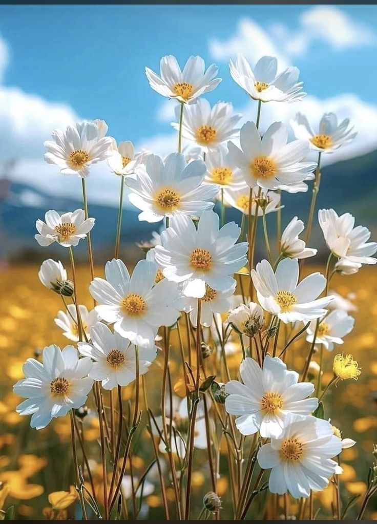 Happy Friday.. 🌼🧡🌼🧡🌼