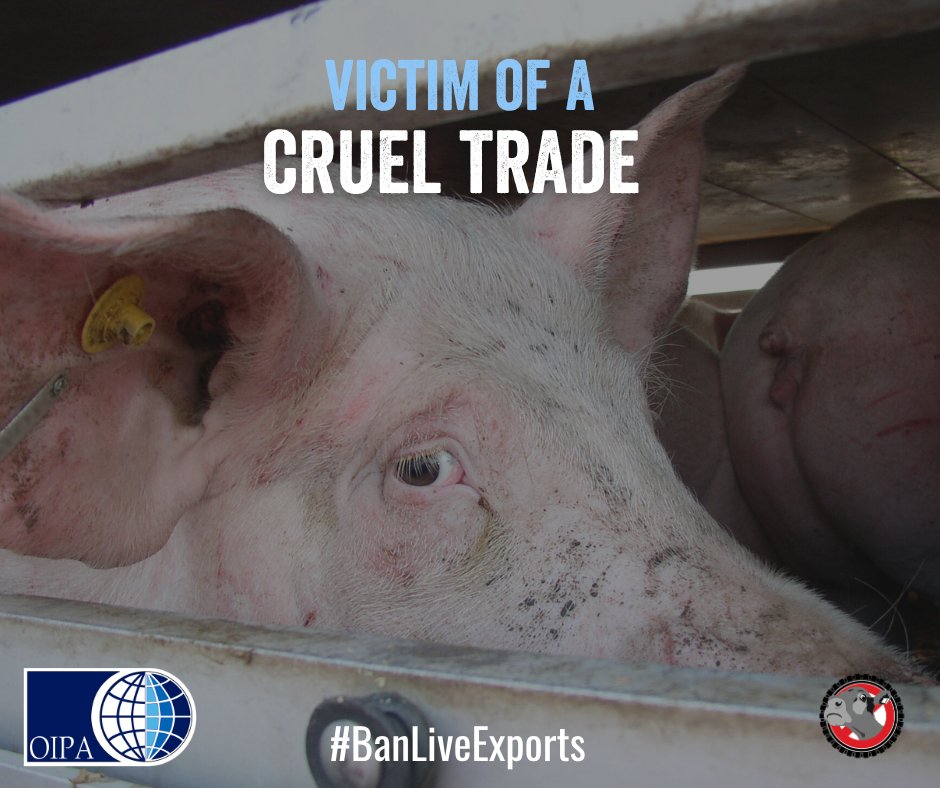 SAVE THE DATE: 14 June marks #BanLiveExports International Awareness Day 

We will be raising awareness of the awful conditions endured by millions of farmed animals on long sea journeys.

❌OIPA will join other associations to call for a permanent stop to this barbarism.