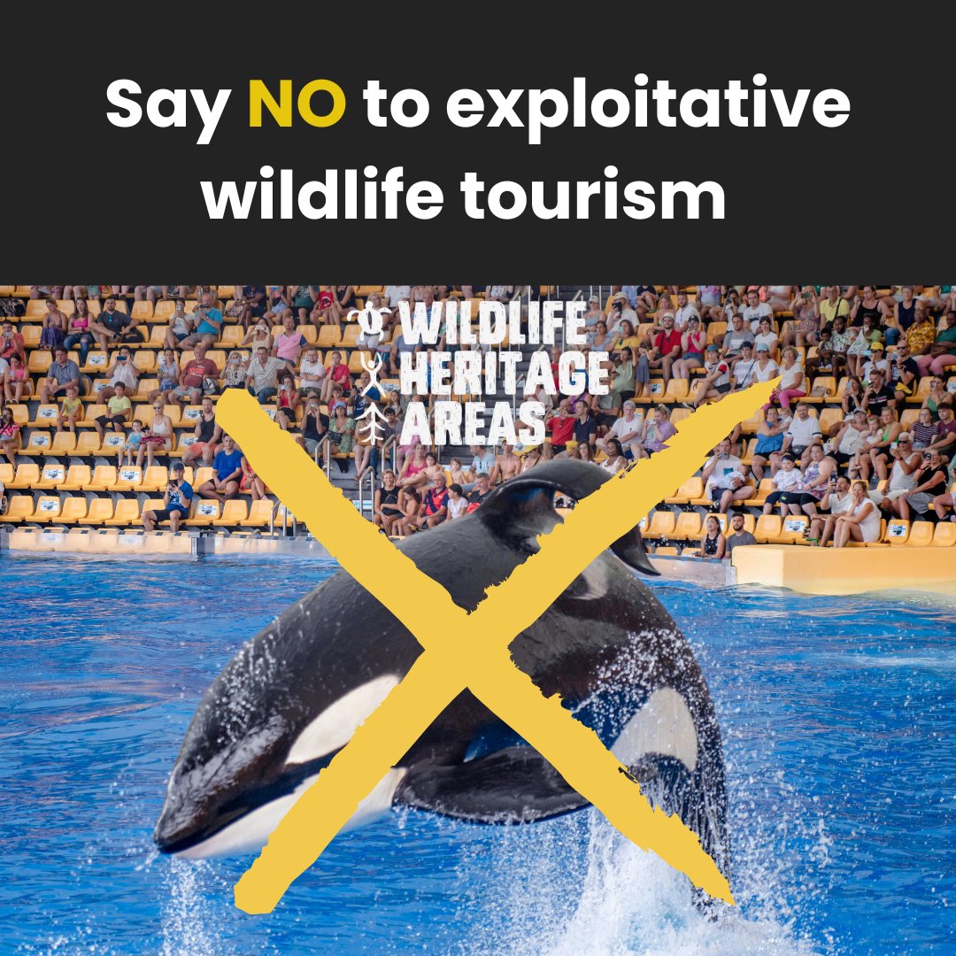 WildlifeHAreas's tweet photo. Say NO to exploitative wildlife tourism experiences ❌

💚💙We’re looking for new Wildlife Heritage Areas located near exploitative experiences to offer travellers an ethical, inspiring alternative rooted in conservation, culture &amp; community.

Apply now: https://t.co/Z1CS2Gnedz https://t.co/VKfnM5N8qd