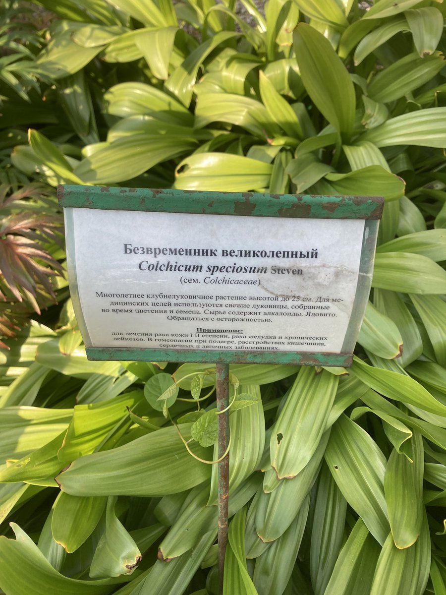 Моё тотемное растение