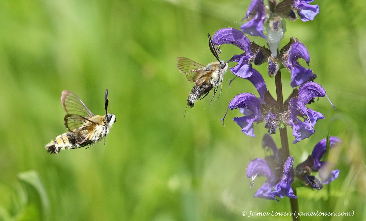James Lowen (@jlowenwildlife) on Twitter photo The Vercors lies in an area of high moth diversity, so I hoped for good trapping & day-fliers on the <a href="/travel_wildlife/">Wildlife Travel</a> tour led by <a href="/sarah_lambert7/">Sarah Lambert</a> And it was great. Highlights inc two species of lappet, Transalpine Burnet & lusty NB Bee Hawk-moth. More at jameslowen.com/blog-6-jun-202⦠The Vercors lies in an area of high moth diversity, so I hoped for good trapping & day-fliers on the <a href="/travel_wildlife/">Wildlife Travel</a> tour led by <a href="/sarah_lambert7/">Sarah Lambert</a> And it was great. Highlights inc two species of lappet, Transalpine Burnet & lusty NB Bee Hawk-moth. More at jameslowen.com/blog-6-jun-202ā¦