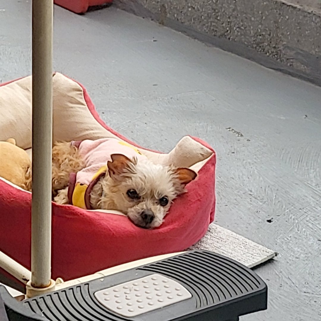 nsu04009's tweet photo. 베란다 봉순이 별채에서
옛날에는 .. 출근하면 일어나서 살랑거렸는데
지금은 너무 으른이 되어버림 https://t.co/8E6vZFSFrg