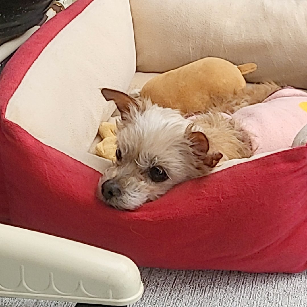 nsu04009's tweet photo. 베란다 봉순이 별채에서
옛날에는 .. 출근하면 일어나서 살랑거렸는데
지금은 너무 으른이 되어버림 https://t.co/8E6vZFSFrg