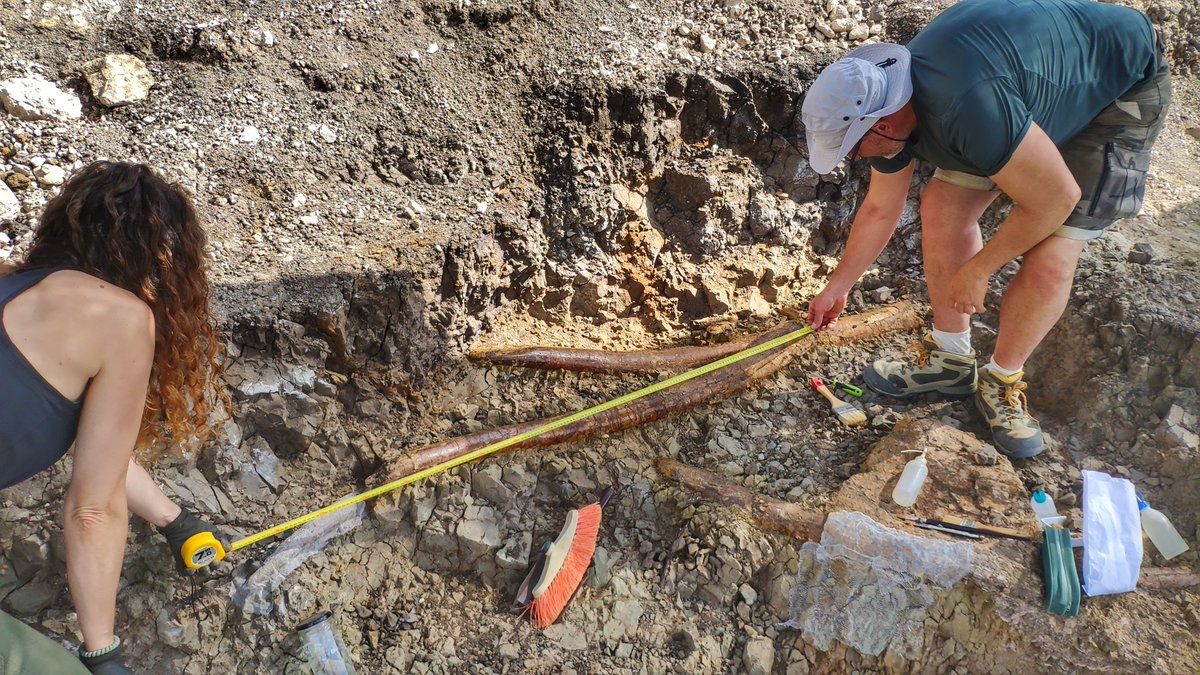 La campaña de excavación ⛏️ en el yacimiento “Las Casiones” saca a la luz las defensas de un gran mastodonte 🐘

👉 Más información en: bit.ly/Mastodonte