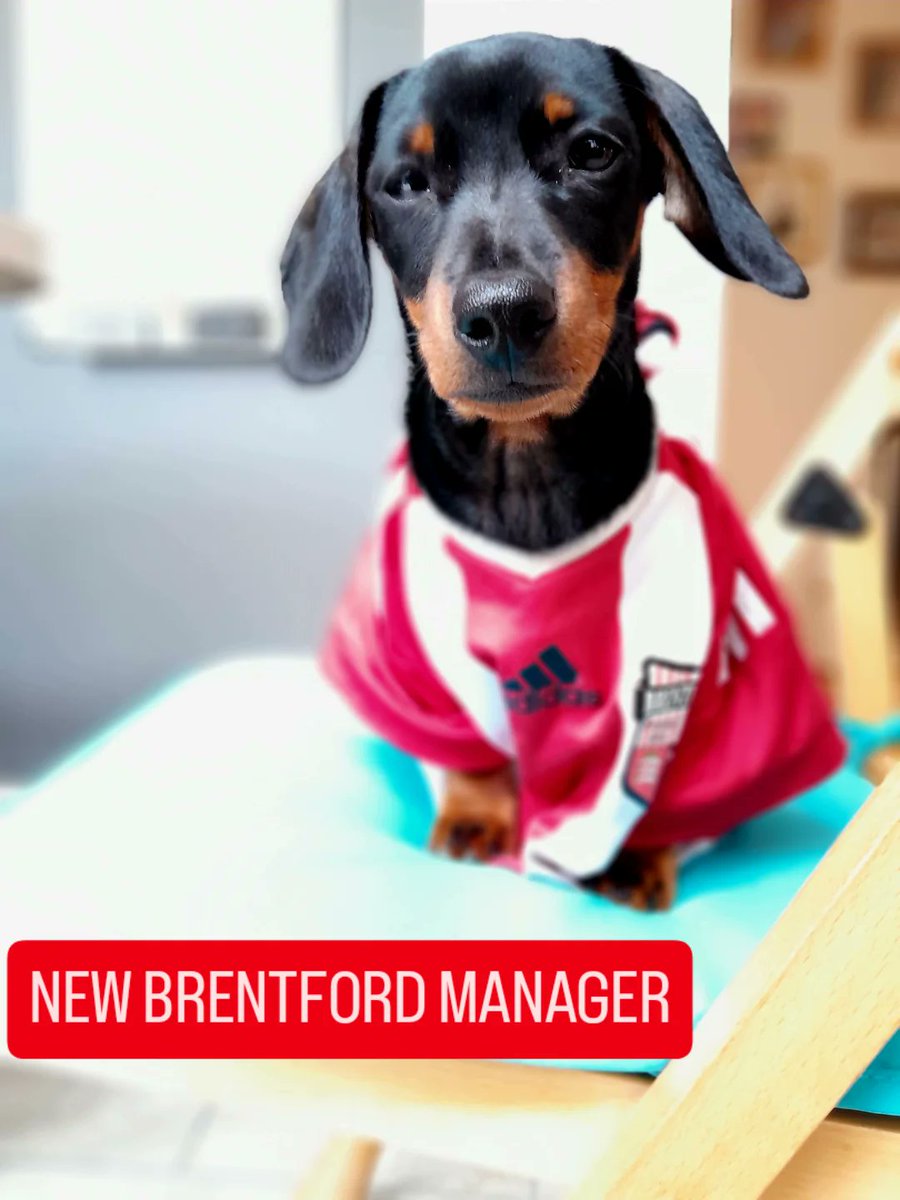 Dr Alison Staples (@4mcrwomen) on Twitter photo Meet the new <a href="/BrentfordFC/">Brentford FC</a> Manager. We've had a Great Dane ..... time for a change. Hector-the-puppy is up for the challenge. Excellent ball skills (even though they haven't dropped yet).
instagram.com/p/DKtrPGfItDy/… Meet the new <a href="/BrentfordFC/">Brentford FC</a> Manager. We've had a Great Dane ..... time for a change. Hector-the-puppy is up for the challenge. Excellent ball skills (even though they haven't dropped yet).
instagram.com/p/DKtrPGfItDy/…