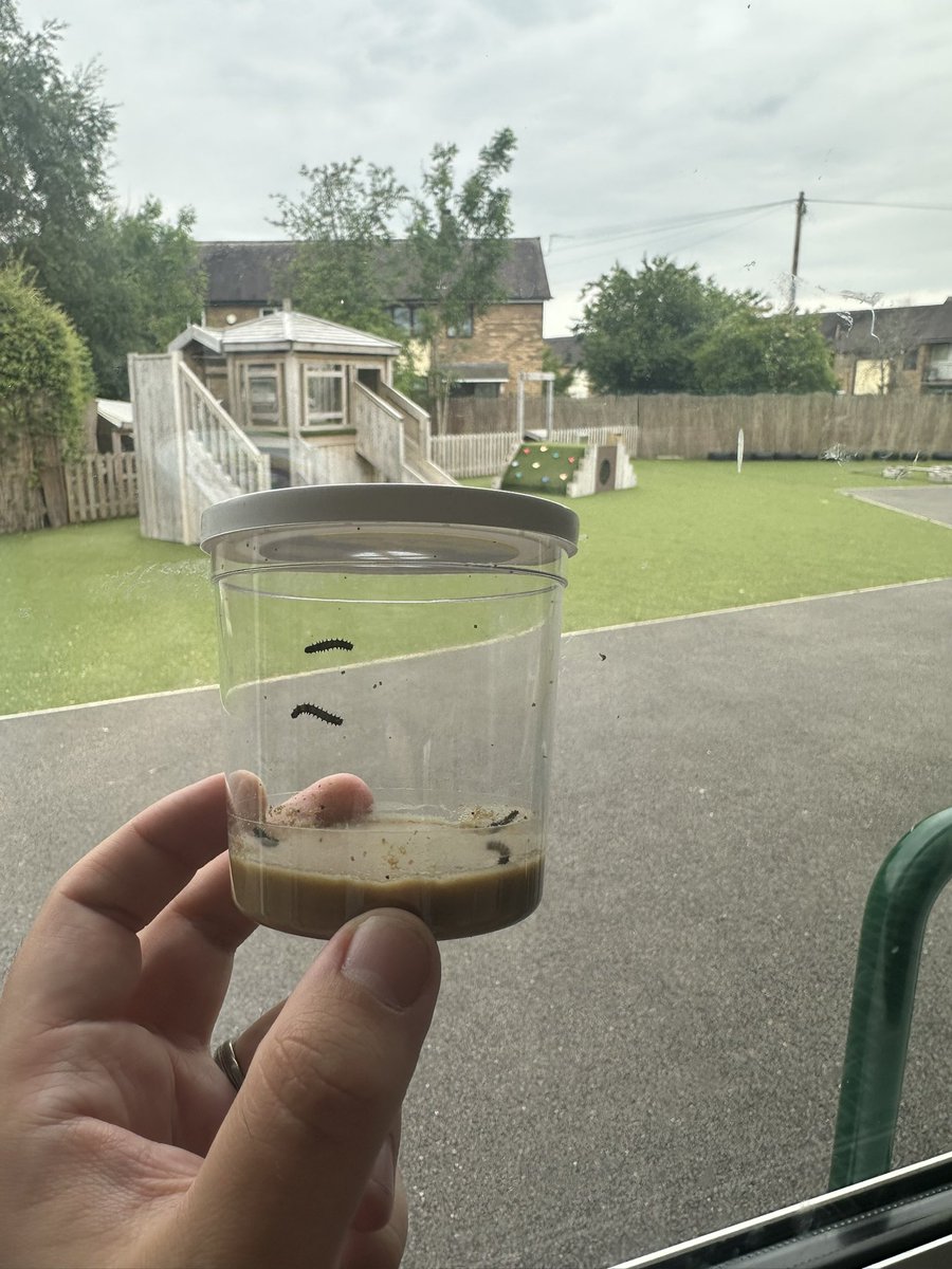 Team Opal’s caterpillars have arrived!🐛 we’re very excited to watch them grow over the coming weeks🦋