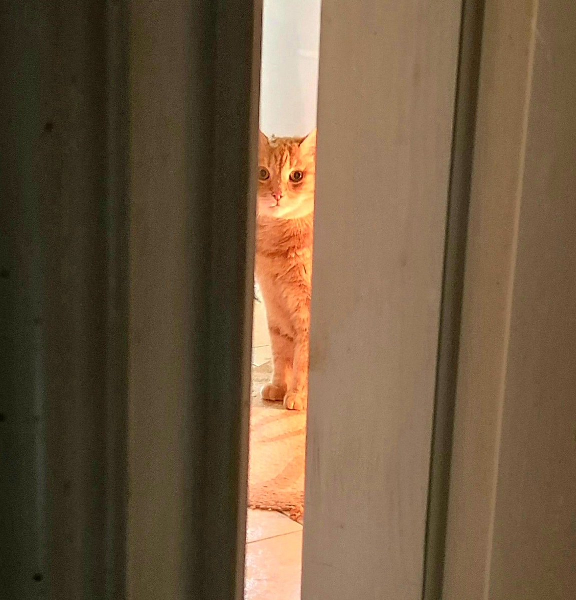 Johnny coolcat R.I.P Memorial page (@johnny_coolcat) on Twitter photo 