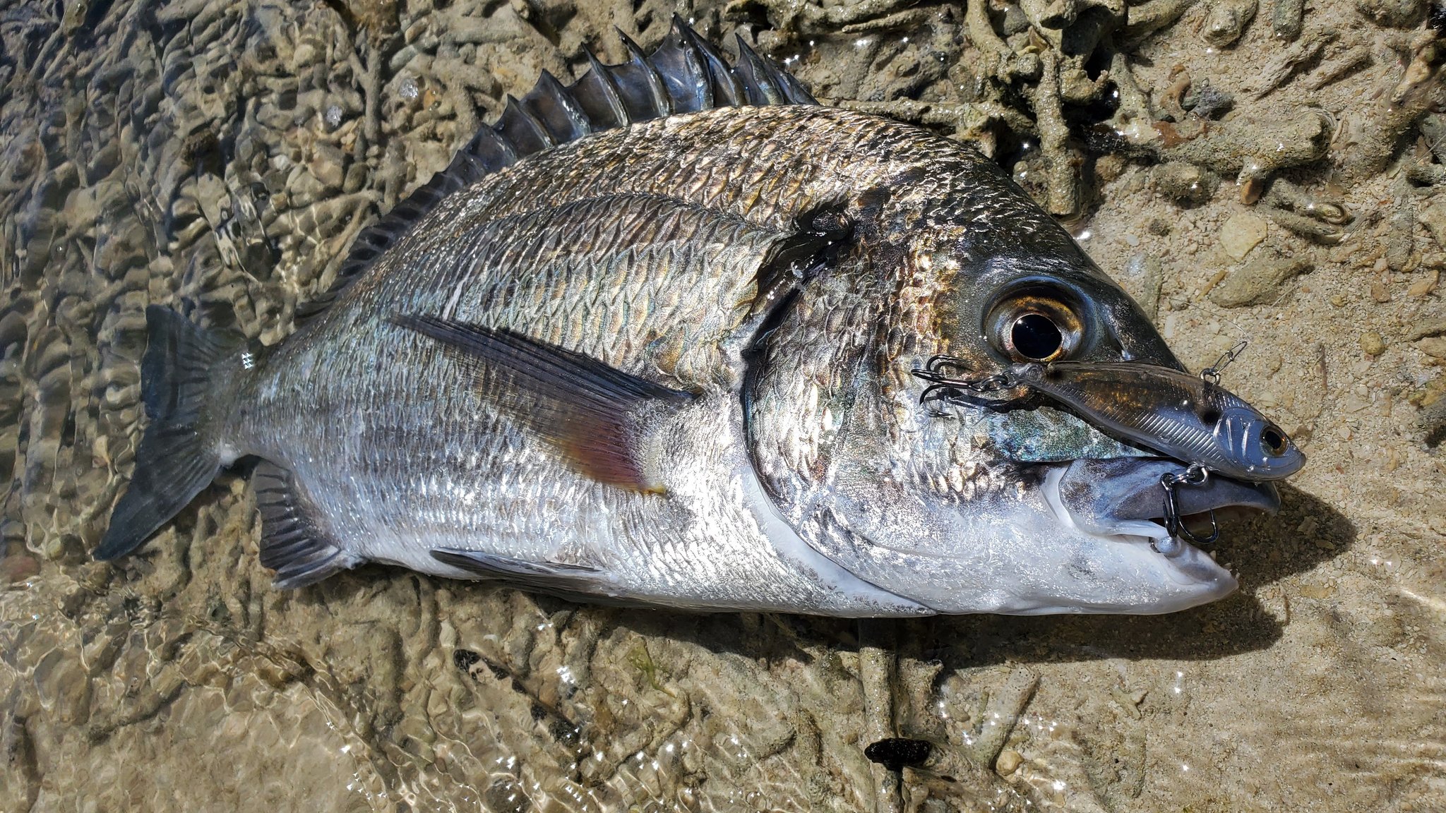 ミナミクロダイ　剥製 ミナミクロダイ - Search / X