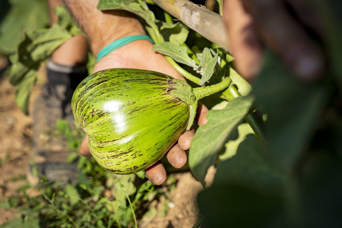 BCNAgrària (@bcnagraria) on Twitter photo 🌱Comença la 2a fase del projecte de recuperació de varietats antigues d'horta de l’#AltPenedès!
🫘Més entrevistes, pagesia col·laboradora i un banc de llavors gestionat des del territori.
📍Amb el suport de <a href="/diba/">Diputació de Barcelona</a> i el projecte europeu <a href="/lifeeCOadapt50/">Life eCOadapt50</a>.
👉ccapenedes.cat/actualitat/not… 🌱Comença la 2a fase del projecte de recuperació de varietats antigues d'horta de l’#AltPenedès!
🫘Més entrevistes, pagesia col·laboradora i un banc de llavors gestionat des del territori.
📍Amb el suport de <a href="/diba/">Diputació de Barcelona</a> i el projecte europeu <a href="/lifeeCOadapt50/">Life eCOadapt50</a>.
👉ccapenedes.cat/actualitat/not…