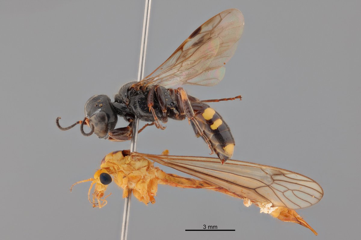 ギングチバチに狩られてるガガンボの「もうどうにでもしてくれ」感結構好き。