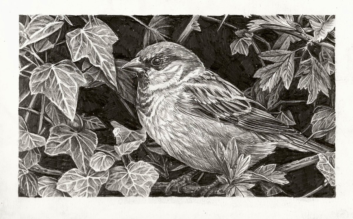Goedemorgen, boeren, burgers en buitenlui. Bijgaand treft u een tekening aan. Het is een huismus tussen de klimop en eikenblad. 

‘Lekker natuurlijk’
25,3 x 16,7 cm
Potlood op papier. 

Retweet is lief.