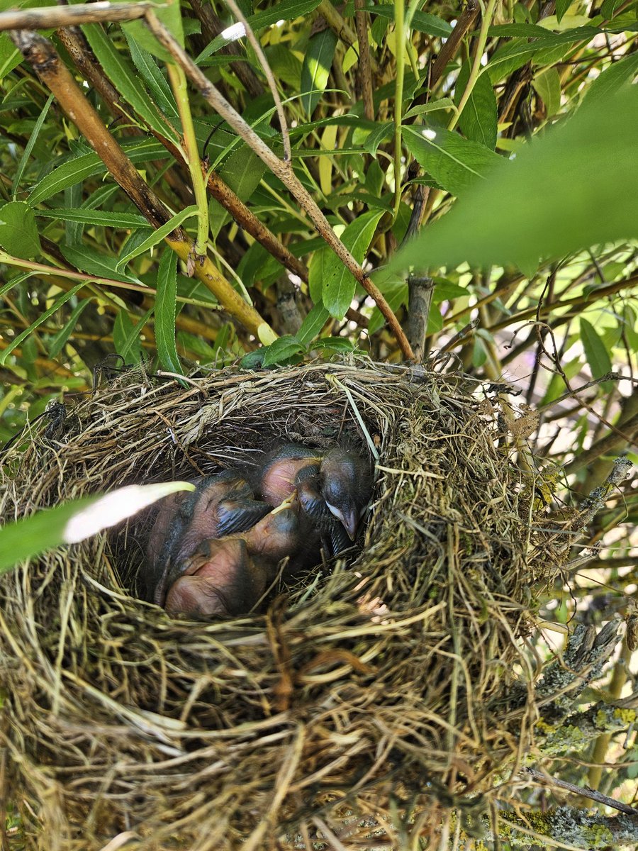 Our landscaping plans of removing our hedge didn't go as planned today.
Found a bird nest with baby birds.
They live here now.
