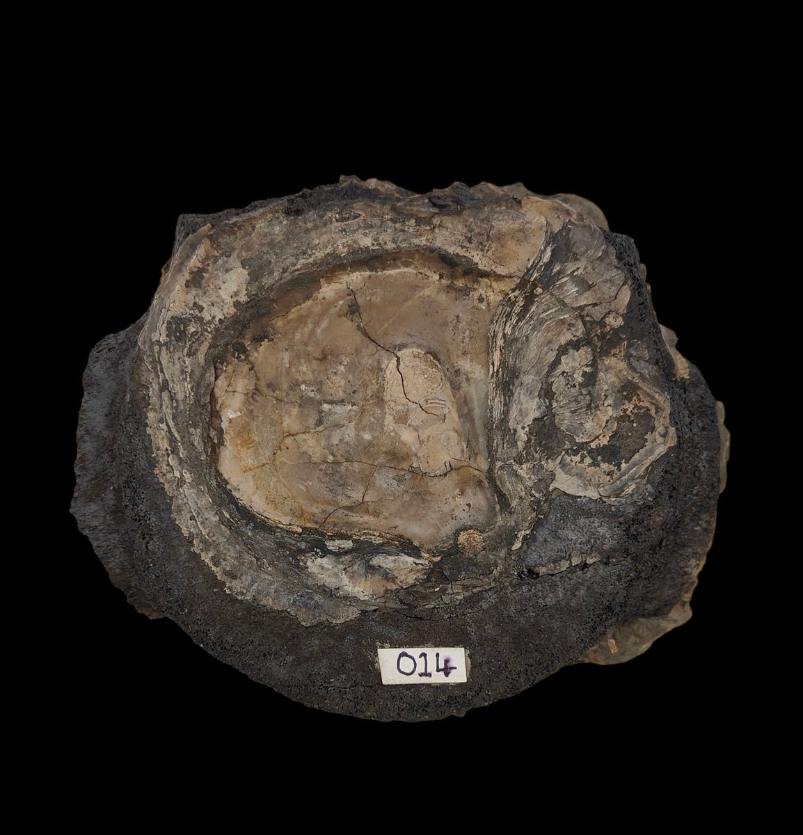 outfossiling's tweet image. Back at the @Northlincmuseum for #fossilfriday making notes with photographs of the epifauna attached to elements of the Scunthorpe #pliosaur. Lots of #bivalve spat in various stages of life. Probably all Deltoideum delta (W. Smith). Their occurrence on more than one facet of the…