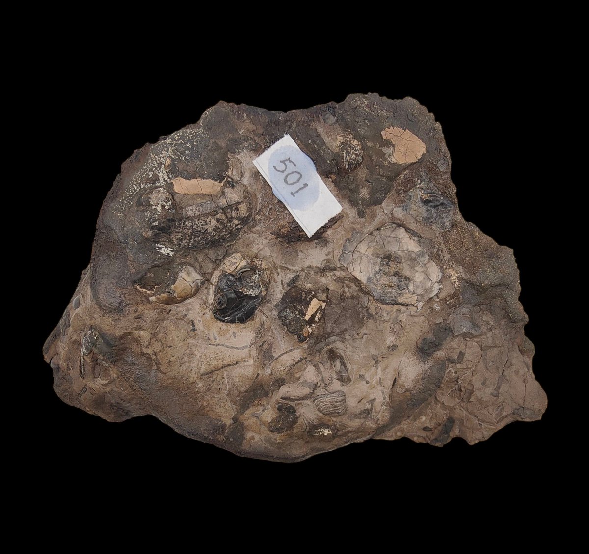 outfossiling's tweet image. Back at the @Northlincmuseum for #fossilfriday making notes with photographs of the epifauna attached to elements of the Scunthorpe #pliosaur. Lots of #bivalve spat in various stages of life. Probably all Deltoideum delta (W. Smith). Their occurrence on more than one facet of the…