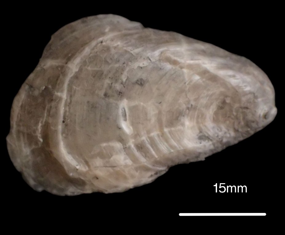 outfossiling's tweet image. Back at the @Northlincmuseum for #fossilfriday making notes with photographs of the epifauna attached to elements of the Scunthorpe #pliosaur. Lots of #bivalve spat in various stages of life. Probably all Deltoideum delta (W. Smith). Their occurrence on more than one facet of the…
