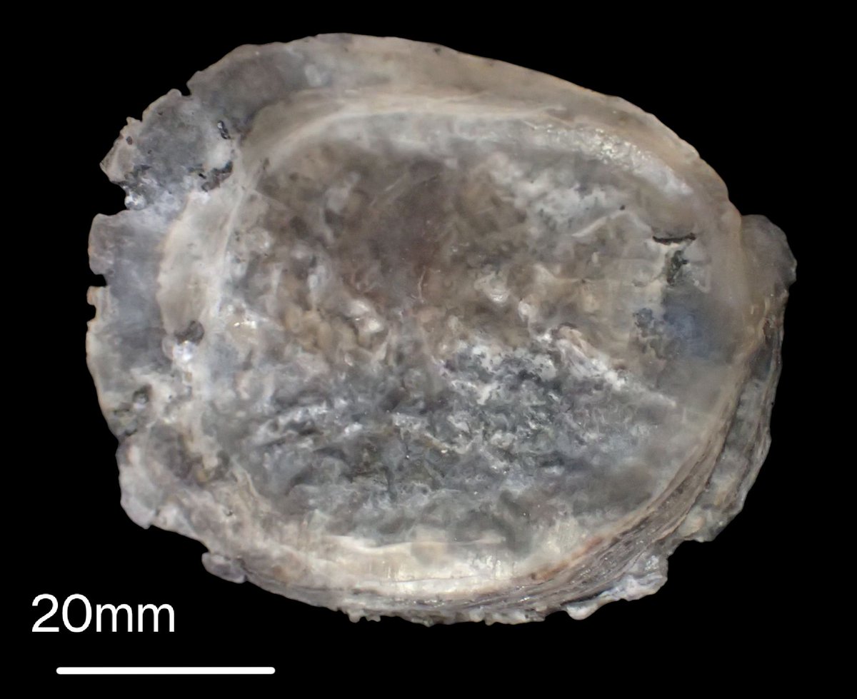 outfossiling's tweet image. Back at the @Northlincmuseum for #fossilfriday making notes with photographs of the epifauna attached to elements of the Scunthorpe #pliosaur. Lots of #bivalve spat in various stages of life. Probably all Deltoideum delta (W. Smith). Their occurrence on more than one facet of the…