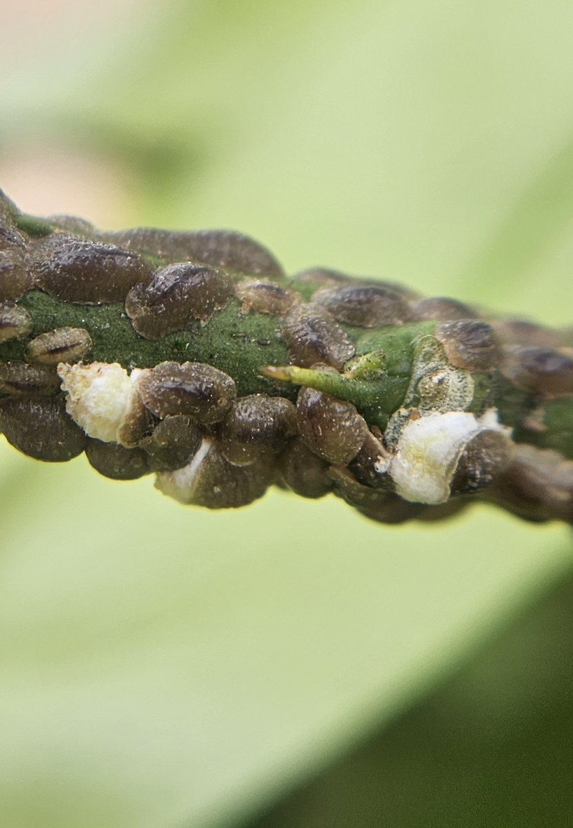Coccus hesperidium body is soft, flattened, and leathery, with a yellowish-brown to light brown color. Females without ovisac. Meanwhile, Pulvinaria polygonata is dark brown to reddish, cuticle is thick. Females with a prominent white cottony ovisac behind the body.