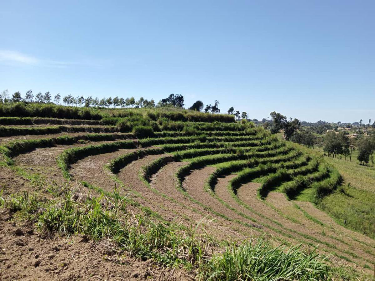 agrirdc's tweet photo. Réinsertion des Anciens Combattants : Un Projet Agricole Prometteur à Nyagabo⤵️ #agricole
https://t.co/rw9ULpDPfG https://t.co/15CHPDKxzx