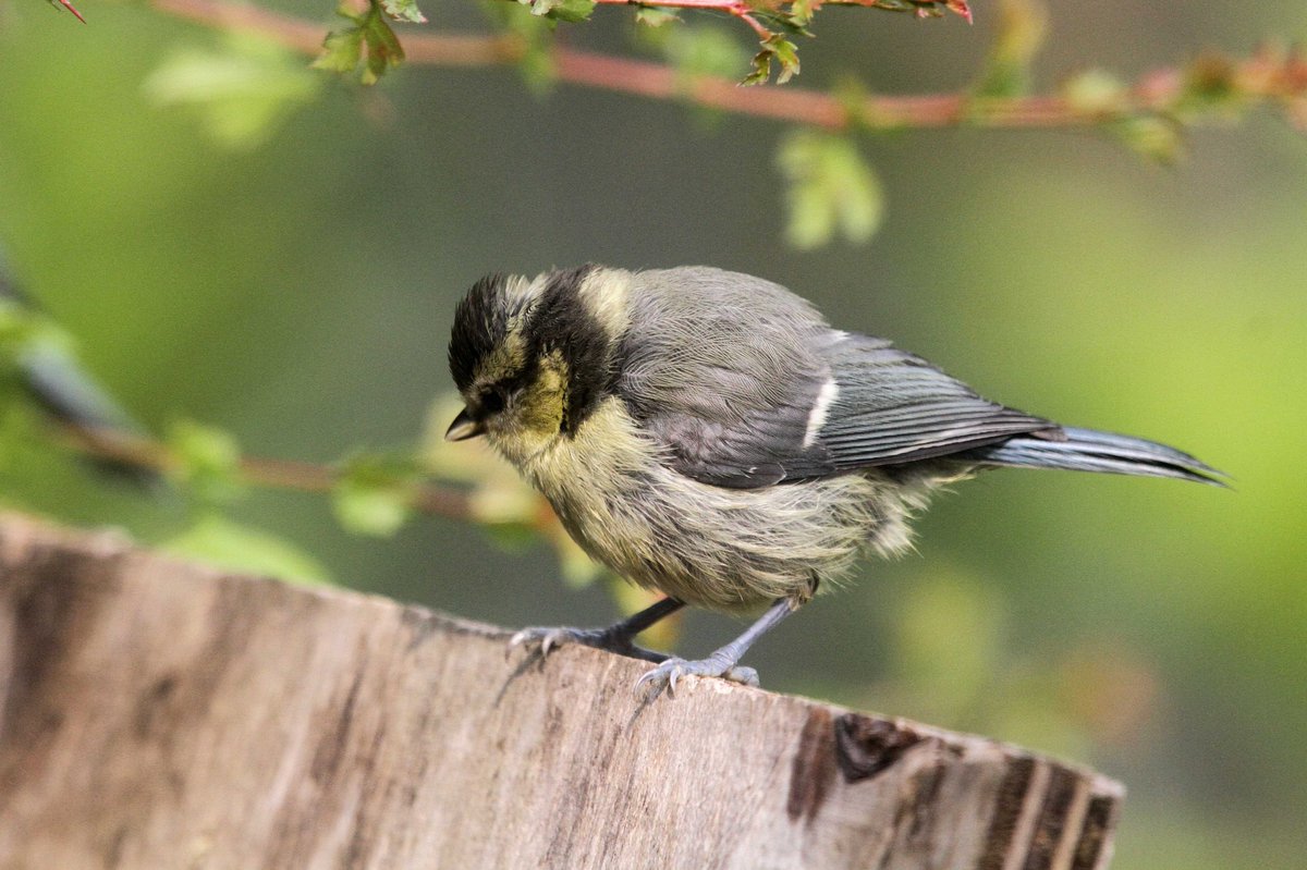 MrSteveyJames's tweet image. A few photos of some of the young Blue Tits that fledge a couple of weeks ago in the garden at our farm #Chesterfield #Derbyshire lovely #TwitterNatureCommunity #TwitterNaturePhotography @Derbyshirebirds @DerbysWildlife @NatureUK @BBCSpringwatch @shefbirdstudy @Natures_Voice