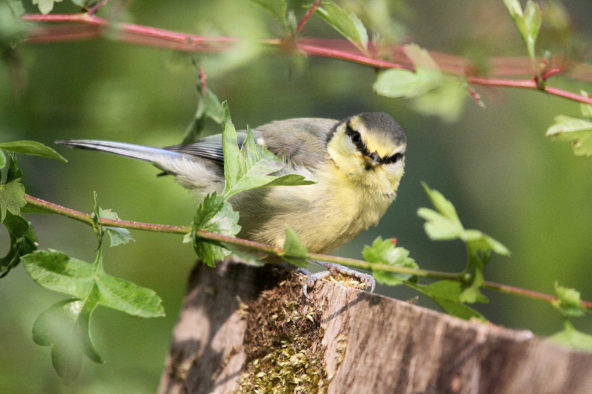 MrSteveyJames's tweet image. A few photos of some of the young Blue Tits that fledge a couple of weeks ago in the garden at our farm #Chesterfield #Derbyshire lovely #TwitterNatureCommunity #TwitterNaturePhotography @Derbyshirebirds @DerbysWildlife @NatureUK @BBCSpringwatch @shefbirdstudy @Natures_Voice