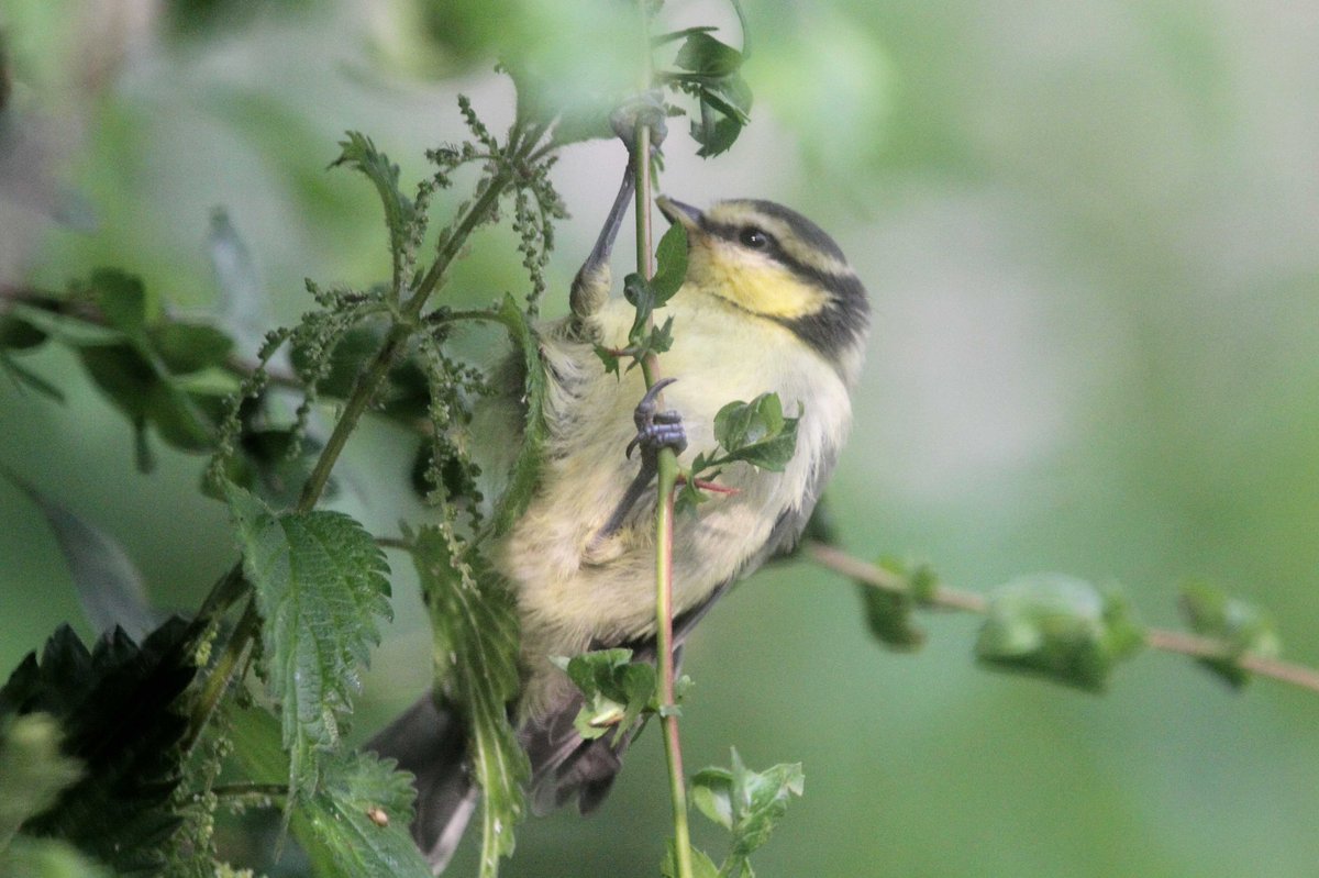MrSteveyJames's tweet image. A few photos of some of the young Blue Tits that fledge a couple of weeks ago in the garden at our farm #Chesterfield #Derbyshire lovely #TwitterNatureCommunity #TwitterNaturePhotography @Derbyshirebirds @DerbysWildlife @NatureUK @BBCSpringwatch @shefbirdstudy @Natures_Voice