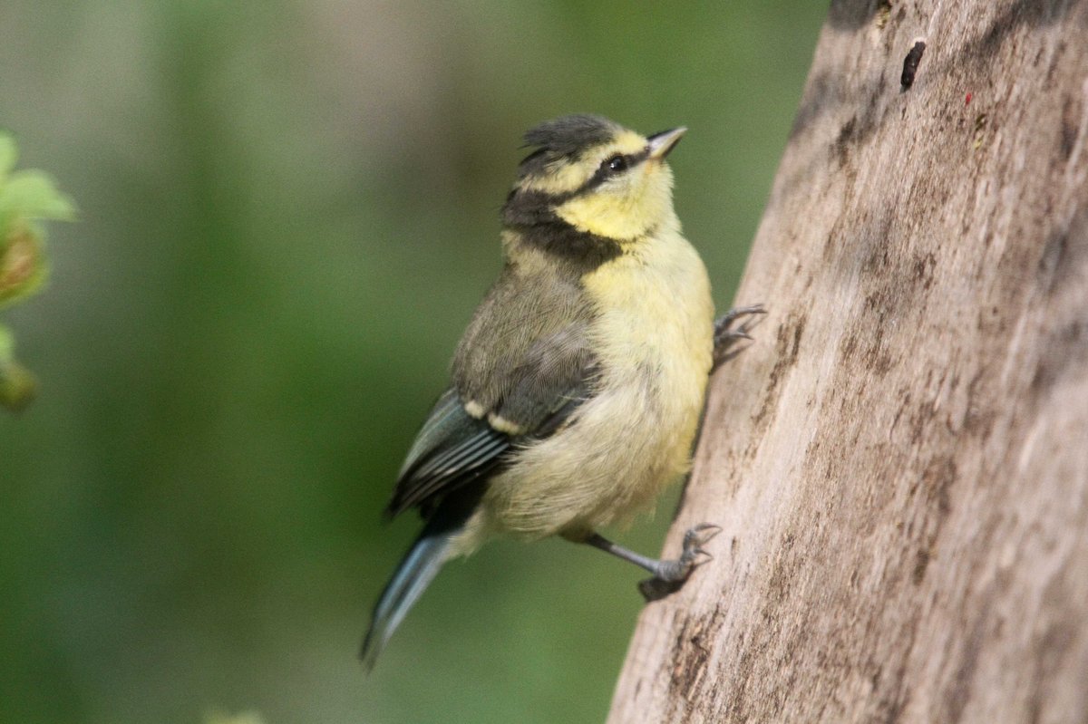MrSteveyJames's tweet image. A few photos of some of the young Blue Tits that fledge a couple of weeks ago in the garden at our farm #Chesterfield #Derbyshire lovely #TwitterNatureCommunity #TwitterNaturePhotography @Derbyshirebirds @DerbysWildlife @NatureUK @BBCSpringwatch @shefbirdstudy @Natures_Voice