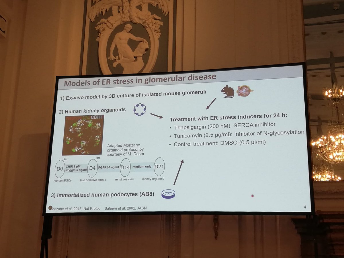 ISGDtweets's tweet image. 🌟 EMERGING CAREER HIGHLIGHTS 🌟 #PodocyteConference 🐙
Daniel Markett excellent work on the crucial role of Endoplasmic Reticulum stress in Gomerular Diseases 🔥 @PodocyteIPC @Tobias_B_Huber @KSusztak @JochenReiser @rkramann
