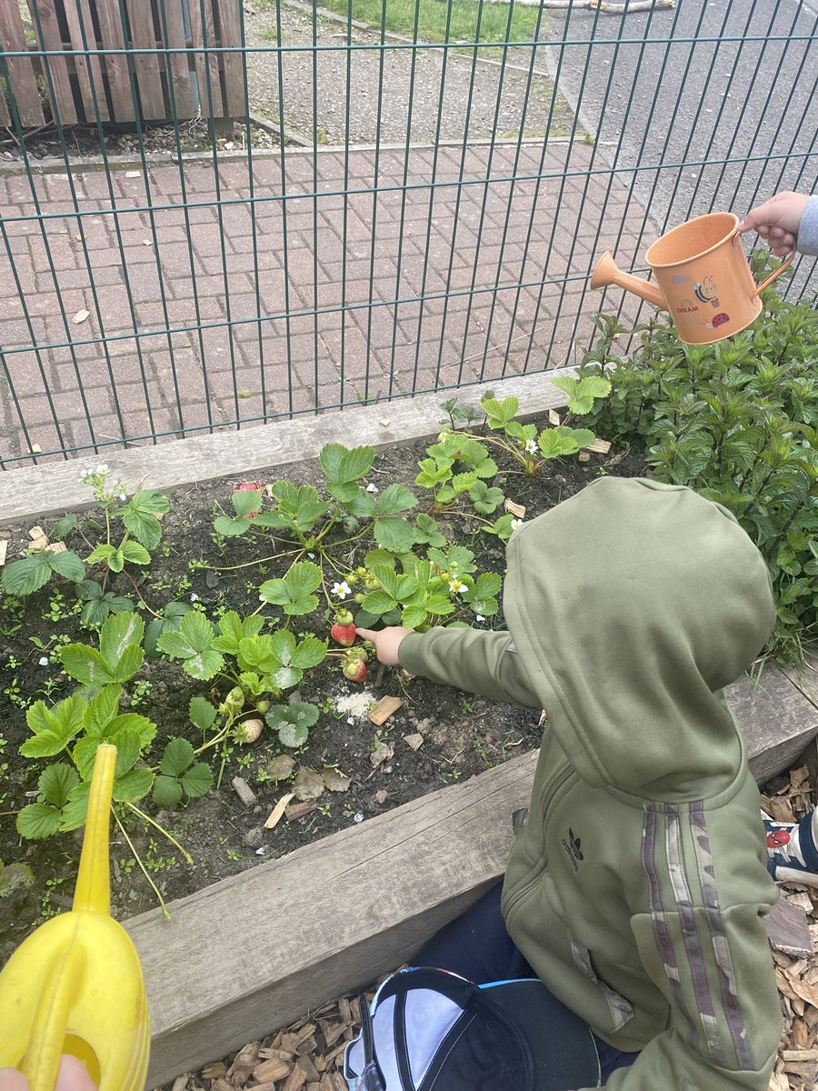 “Come and see our strawberries” “Look it’s red” exploring nature firsthand <a href="/froebeledin/">Edin Froebel Network</a> <a href="/WL_Equity/">WL Equity</a>
