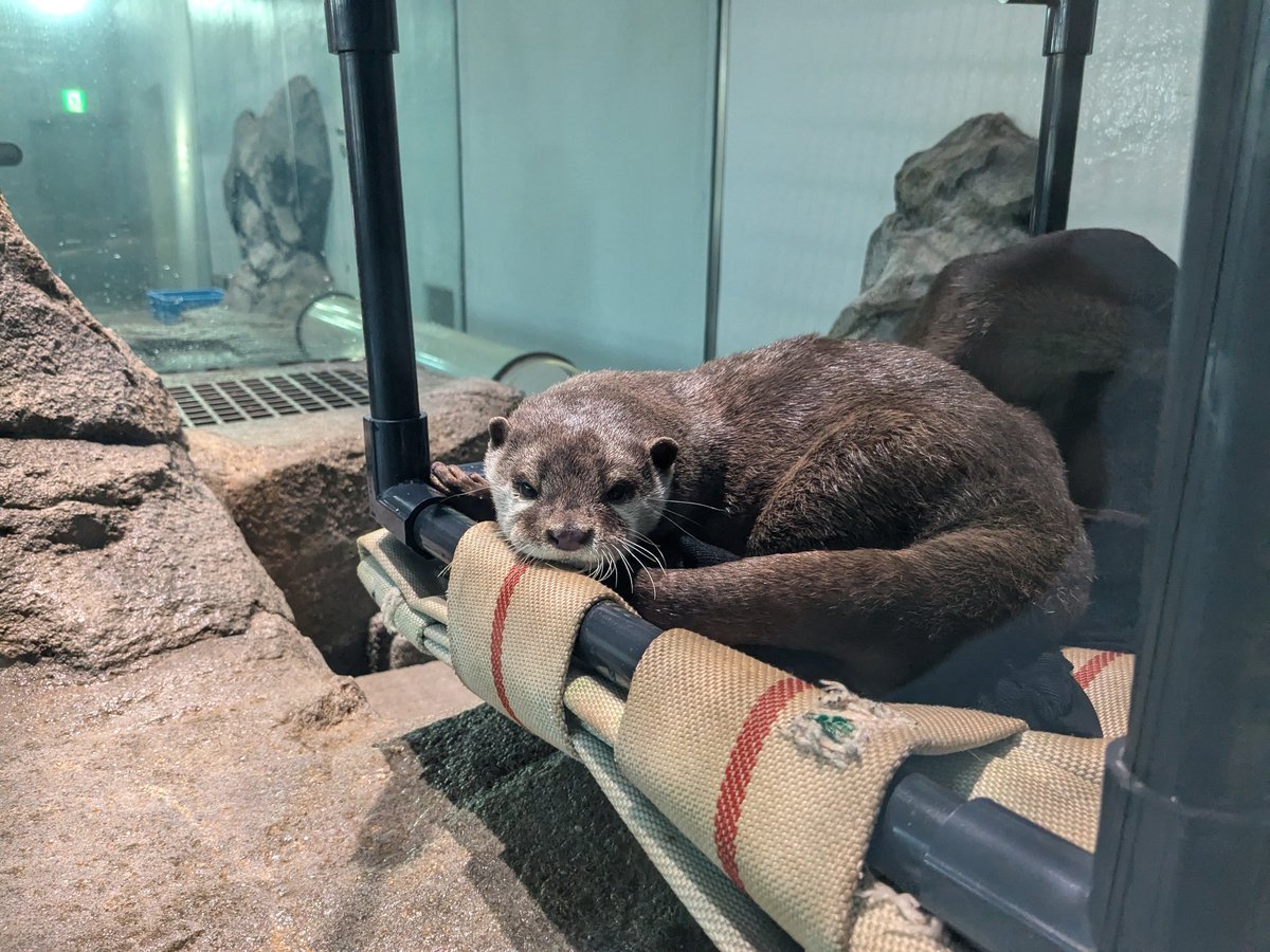 水獭🥰🥰🥰🥰