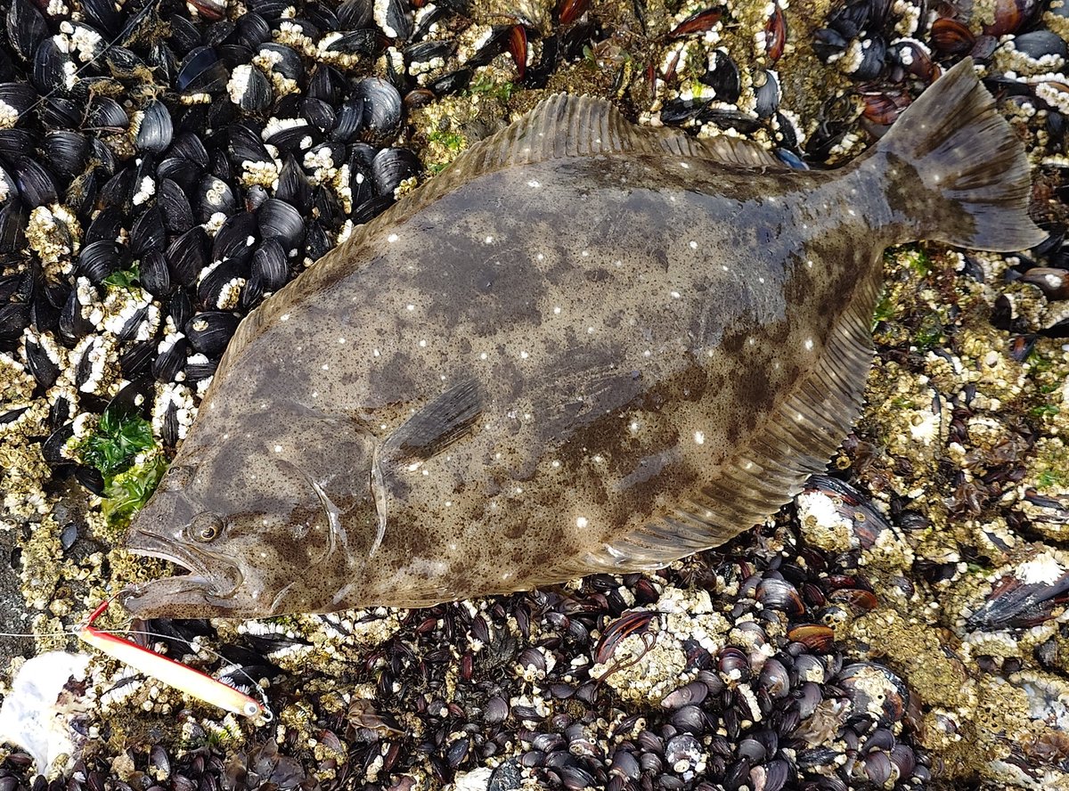 空気の読めない自分はタナカ代表がいるのにAT30でヒラメを釣ってしまう💦
過去に岡さんの前でプレスベイトカムイでサクラ3キロアップを釣ってしまった前科者です..😆
わざとじゃないんですっ💦
気分転換したらこーゆーことになりがちな自分です😅