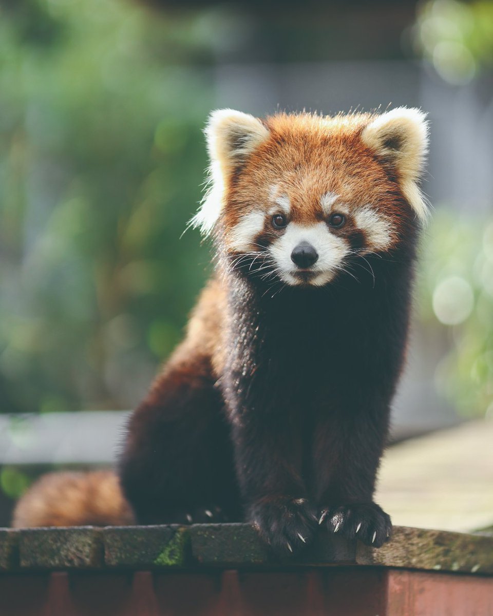 【本日限定値下げ】Red Panda tensor レッサーパンダ新イラスト公開第2弾】 今年のレッサーパンダのお誕生