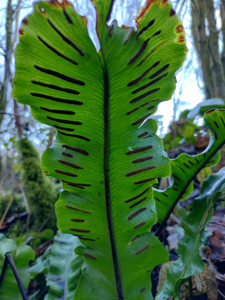 National Plant Monitoring Scheme (@thenpms) on Twitter photo In-field training event. Fern Foray in the Forest: 4th July 10 - 1pm Picket & Clanger Wood, Wiltshire. Spend the morning in the beautiful Clanger woods, getting to grips with the basic principles of fern ID. Spaces will be limited so book early ow.ly/bfOZ50V1kVN In-field training event. Fern Foray in the Forest: 4th July 10 - 1pm Picket & Clanger Wood, Wiltshire. Spend the morning in the beautiful Clanger woods, getting to grips with the basic principles of fern ID. Spaces will be limited so book early ow.ly/bfOZ50V1kVN