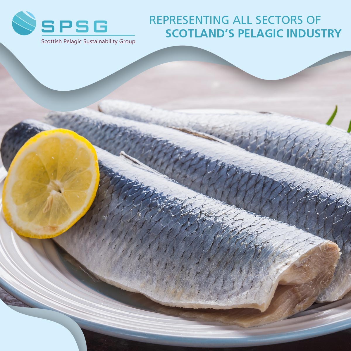 The summer North Sea herring season will soon be getting underway and herring makes the perfect purchase for consumers looking for a delicious and healthy-to-eat treat.

spsg.co.uk

#herring #PelagicFishing #CommercialFishing #HealthyEating #HeartHealthy