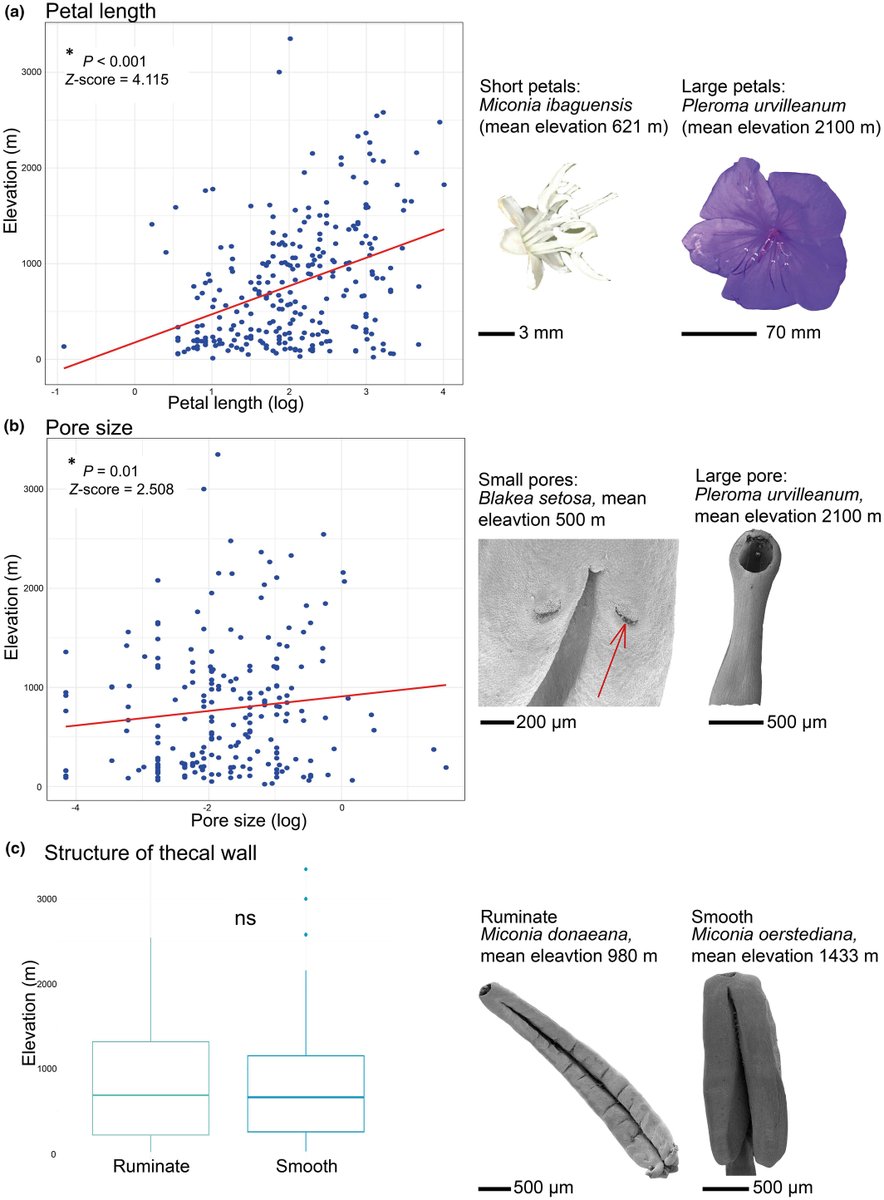New Phytologist (@newphyt) on Twitter photo Mountain colonization precedes shifts away from bee pollination in Melastomataceae
Kopper et al. <a href="/the_kunsze/">Agnes Dellinger</a>
📖 nph.onlinelibrary.wiley.com/doi/10.1111/np… Mountain colonization precedes shifts away from bee pollination in Melastomataceae
Kopper et al. <a href="/the_kunsze/">Agnes Dellinger</a>
📖 nph.onlinelibrary.wiley.com/doi/10.1111/np…