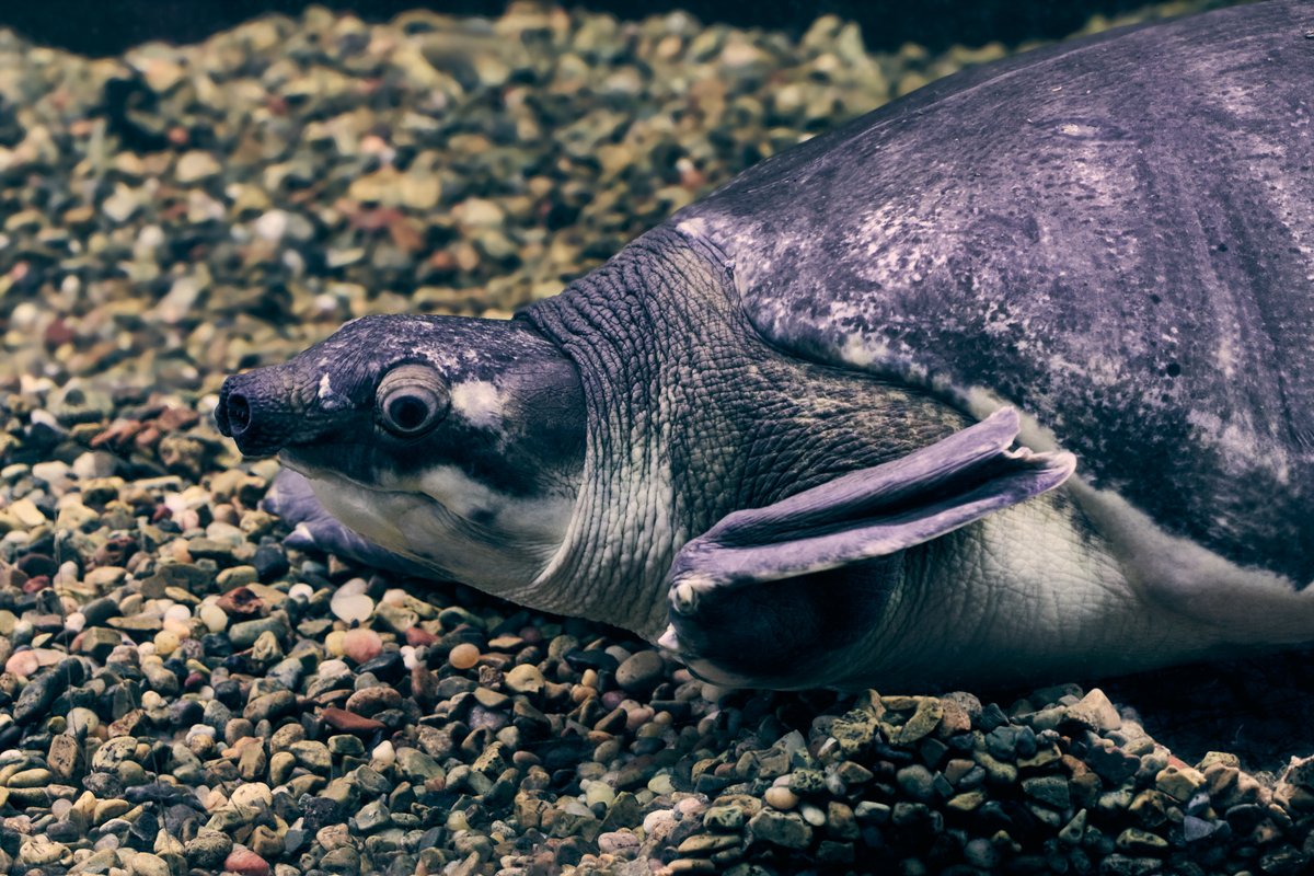 lowbassphotog's tweet photo. That face #pignosedturtle #turtle #photography #wildlifephotography #animalphotography #reptile #aquatic #freshwater #herpetology #herping #conservation #chelonian #naturalsighting #appicoftheweek #canonfavpic #captureone https://t.co/JWZobgBl9U