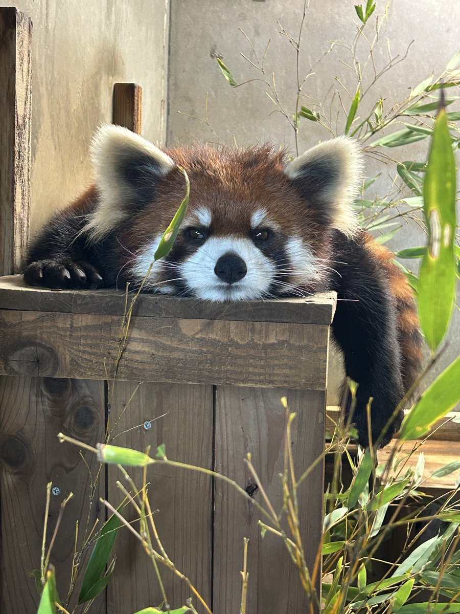 ぺったんこ

#レッサーパンダ　#アケビ　#寝室　#リラックス　#八木山動物公園　#八木山　＃動物園　＃zoo　＃仙台　＃親子　＃お出かけ