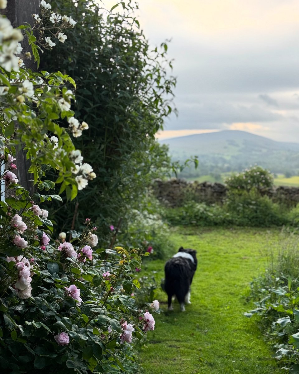 Blooming ~ up early tending sheeps before hosting my ladies retreat group …